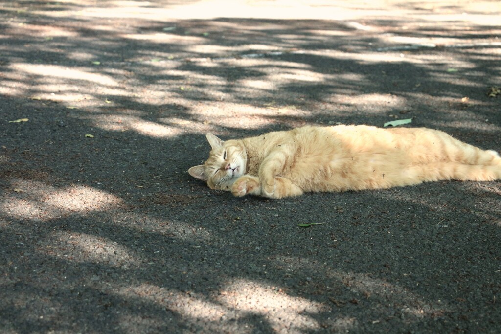 明日から頑張るにゃん。