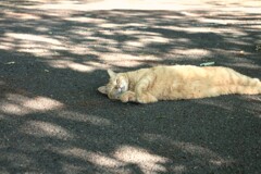明日から頑張るにゃん。
