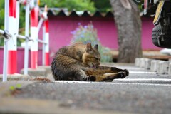 毛づくろい