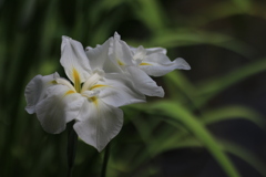 花菖蒲