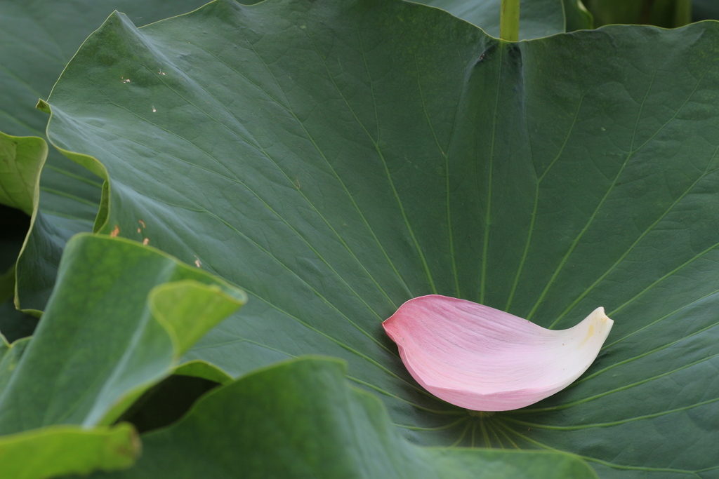 花びら散る