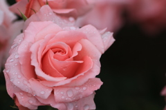 pink  rose