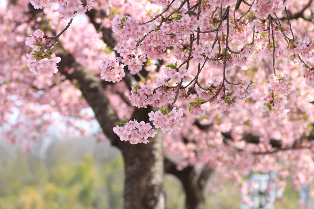花便り*