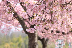 花便り*