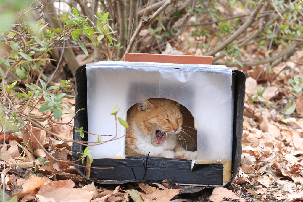 居心地のいい家