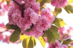 満開の八重桜*