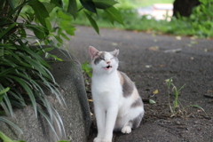 いい顔　にゃん。