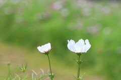 white cosmos