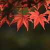 秋色もみじ