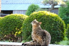 ごきげん　にゃん。