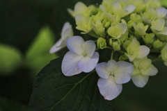 紫陽花　色づき始める*