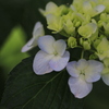 紫陽花　色づき始める*