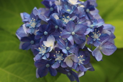 紫陽花