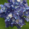 紫陽花