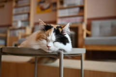 うたた寝