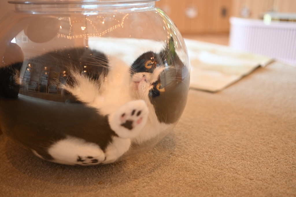狭い場所が好き
