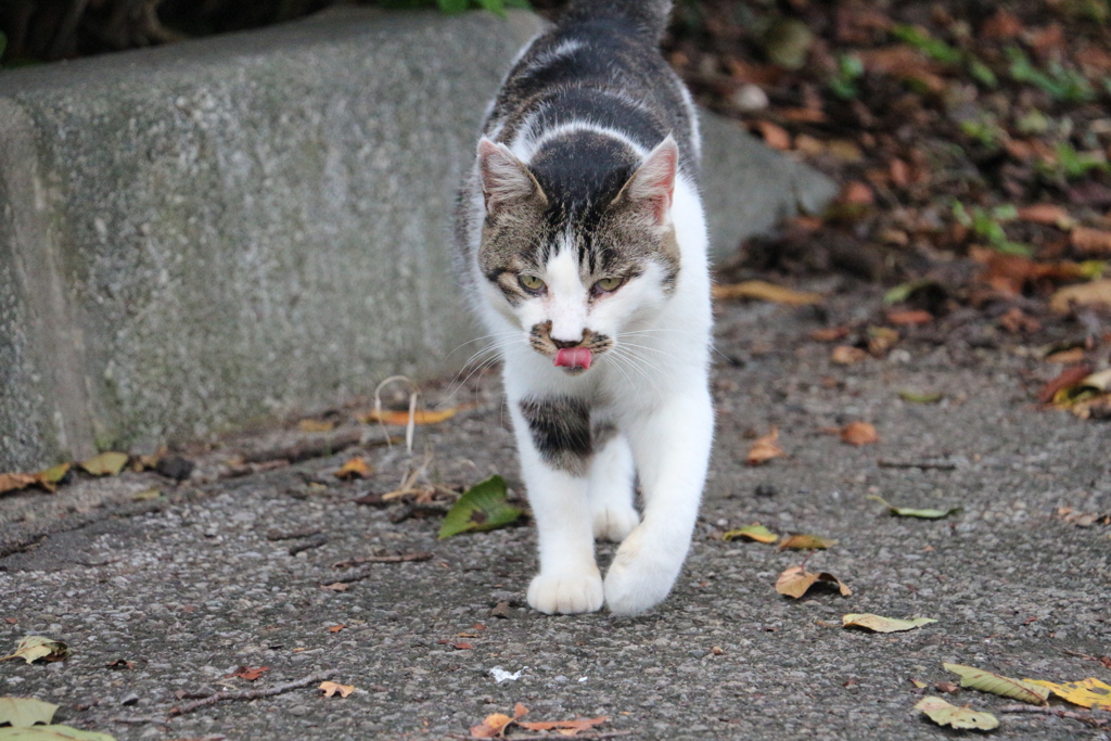 俺がボス猫にゃー
