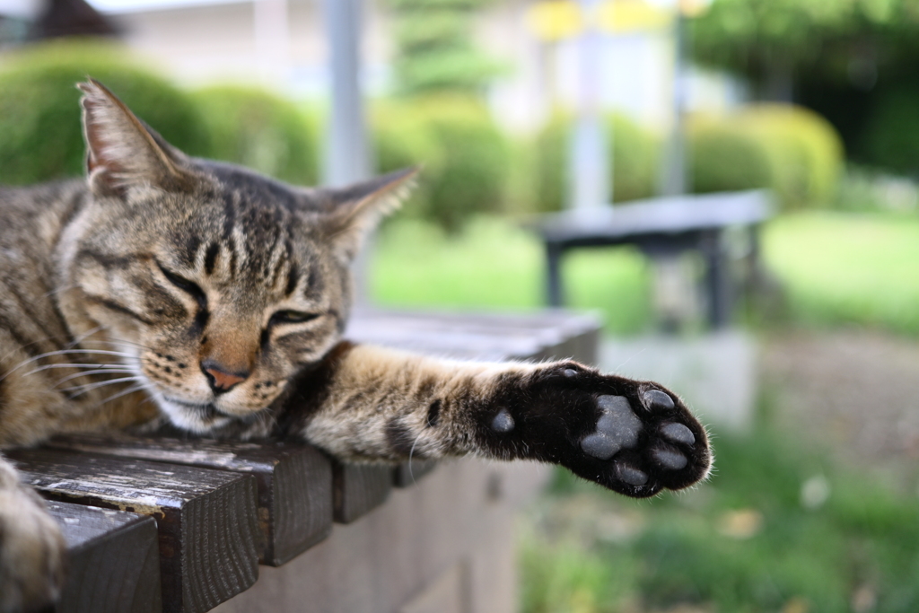猫の肉球