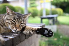 猫の肉球