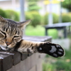 猫の肉球