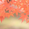 色づいた葉が、秋の深まりを語る*