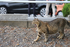 のんびりと、マイペースでいく　にゃん。