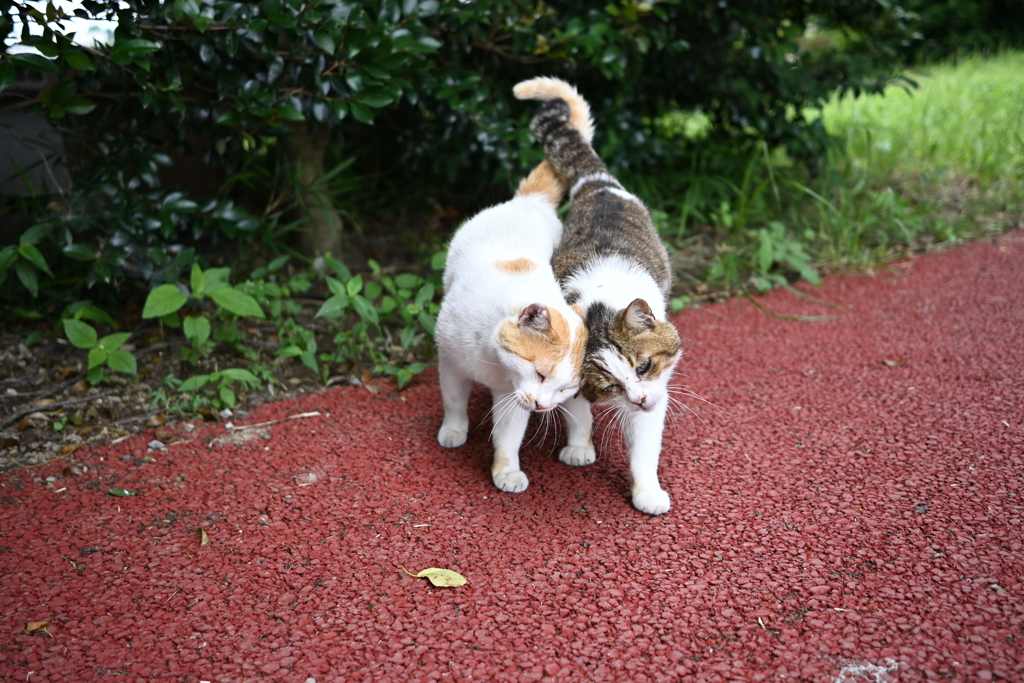 しっぽを絡ませて♡なかよし