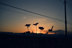 夕暮れ空とシルエット
