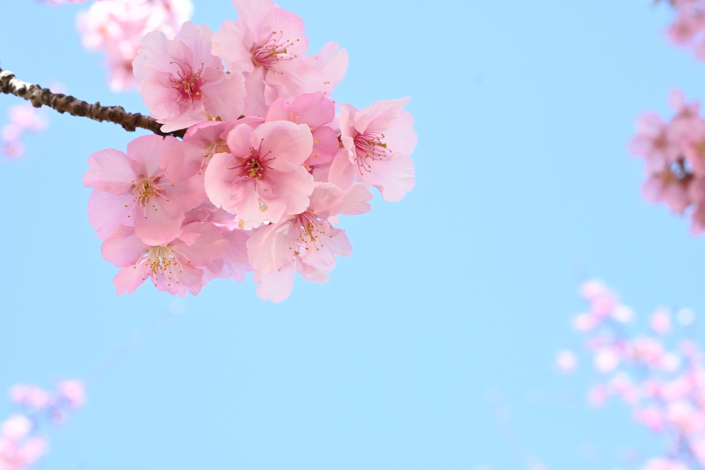 河津桜*