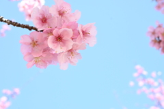 河津桜*