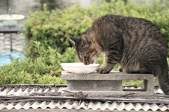 食欲の秋がきたー！