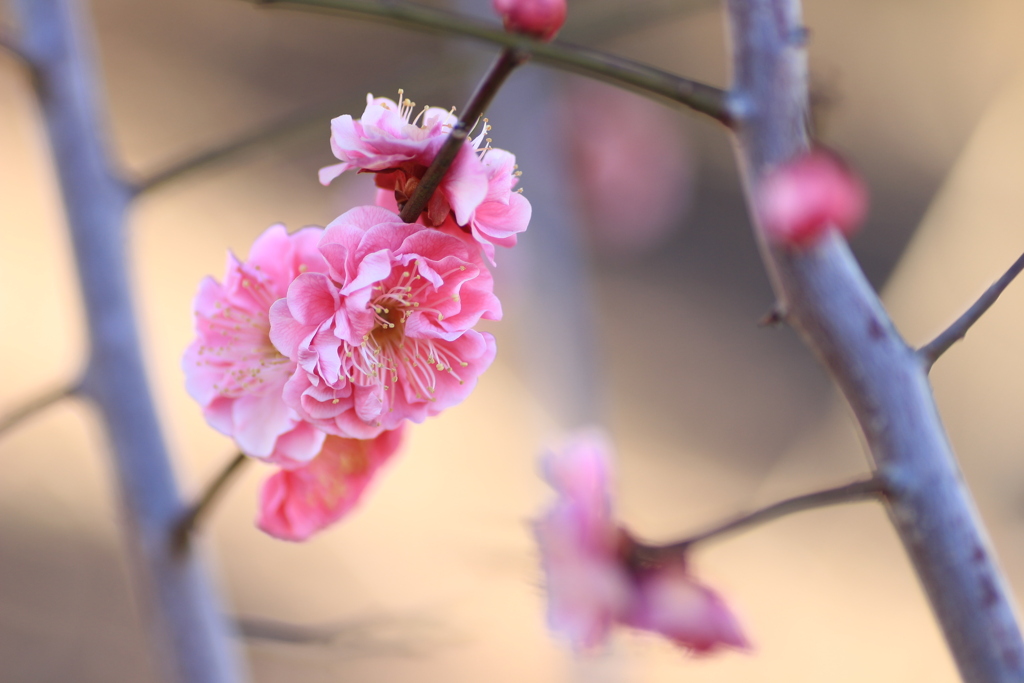 若木の梅の花
