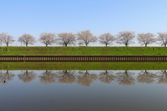 桜並木を走る～♪