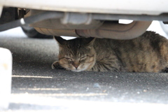 日陰は涼しい　にゃん。