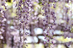 藤の花*