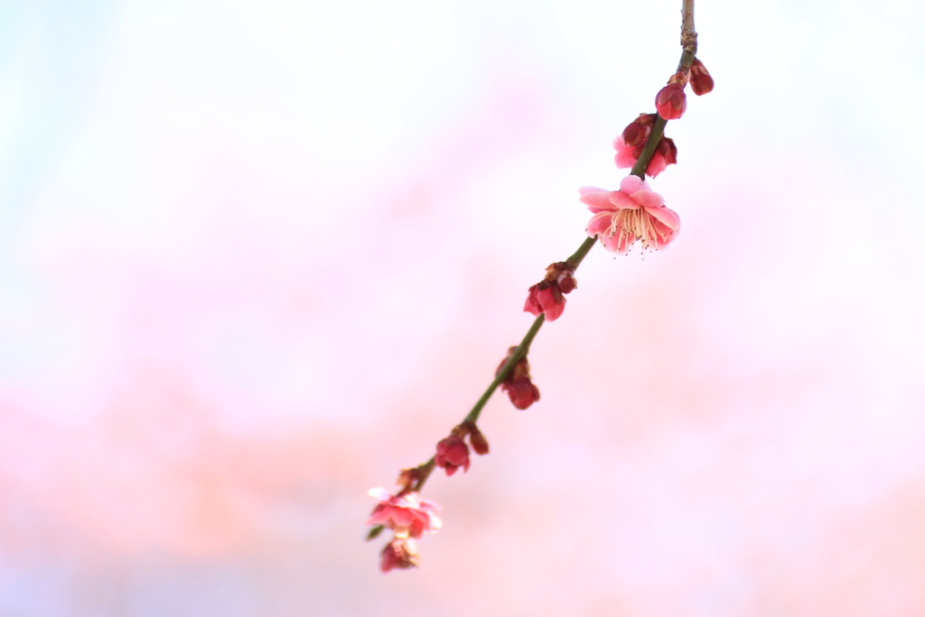 春告草