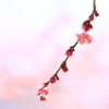 春告草