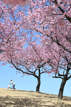 花見を楽しむ。
