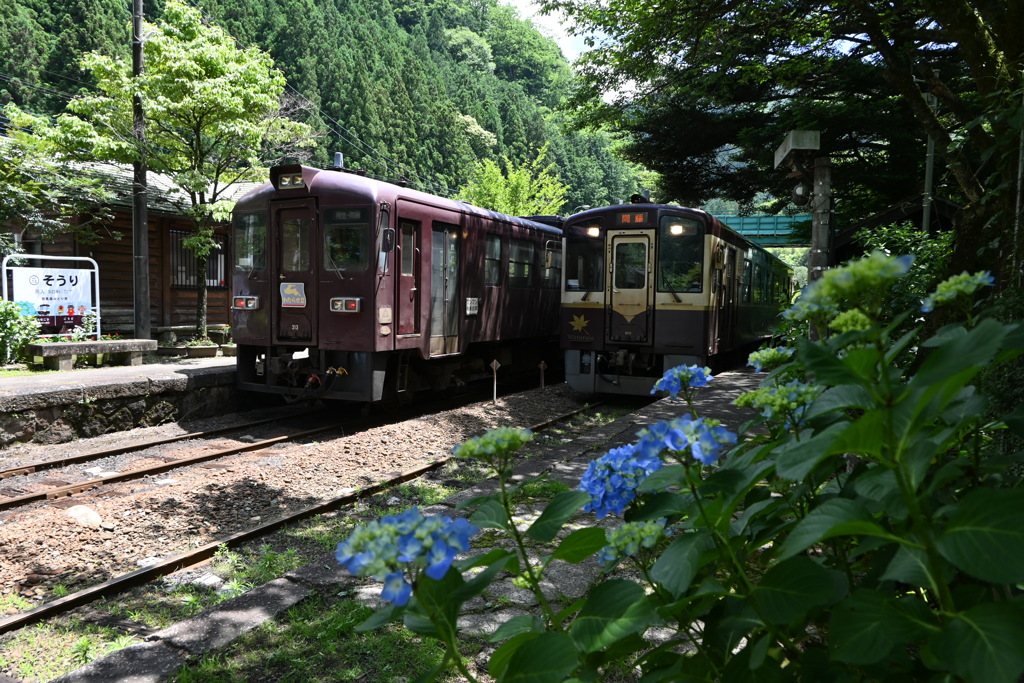 電車と紫陽花