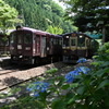 電車と紫陽花