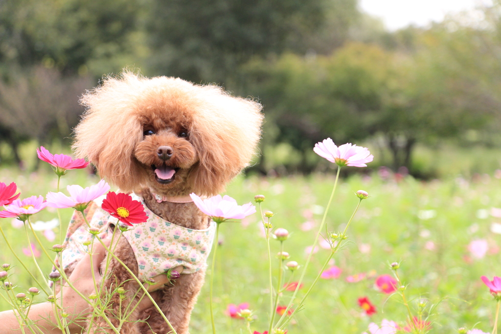 愛犬