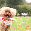 愛犬