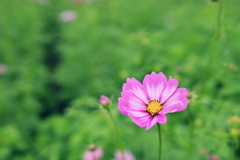 ツートンカラーの秋桜～*