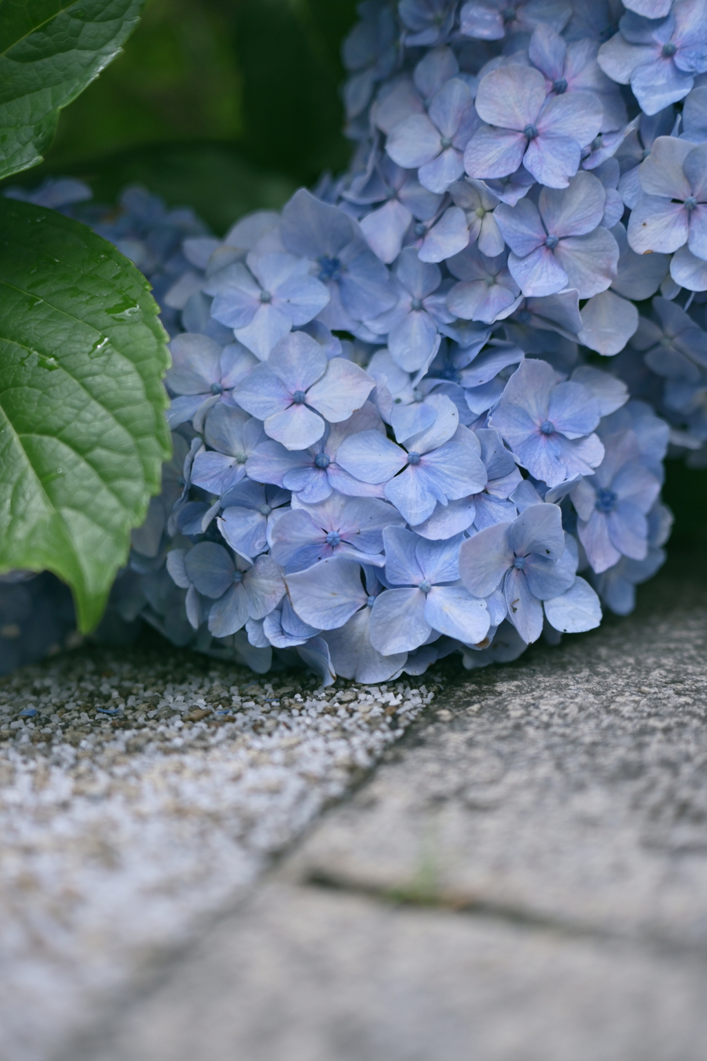 紫陽花