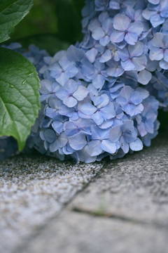 紫陽花