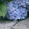 紫陽花