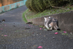 ただ今、尾行中