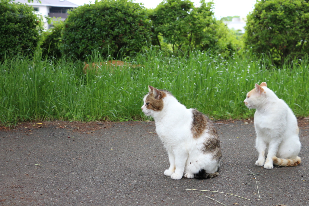 猫のシンクロ　①