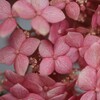 初夏の華