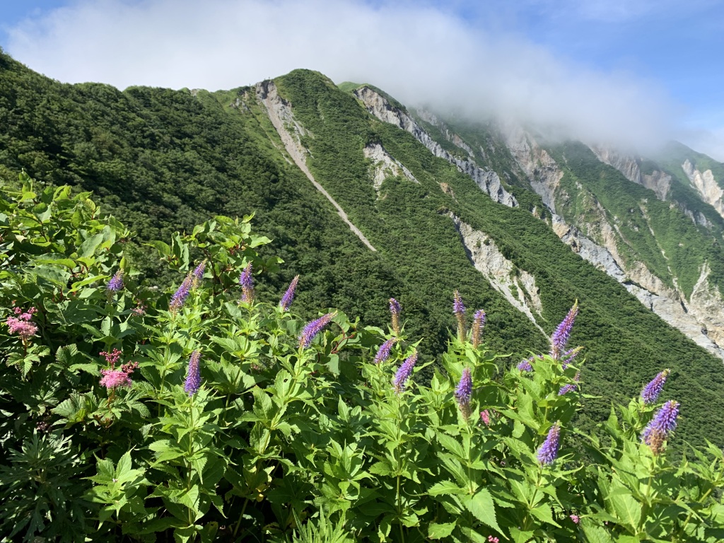 クガイソウと伯耆大山